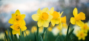 blooming-daffodils