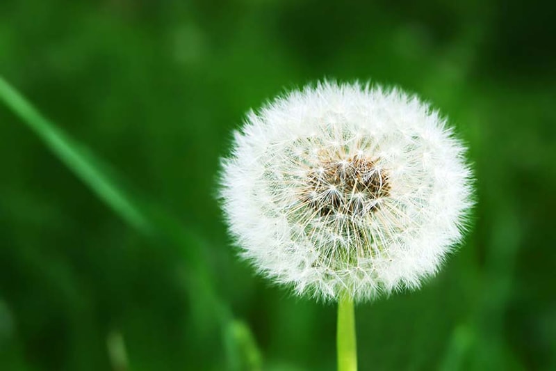 White dandelion on grassy glade background.