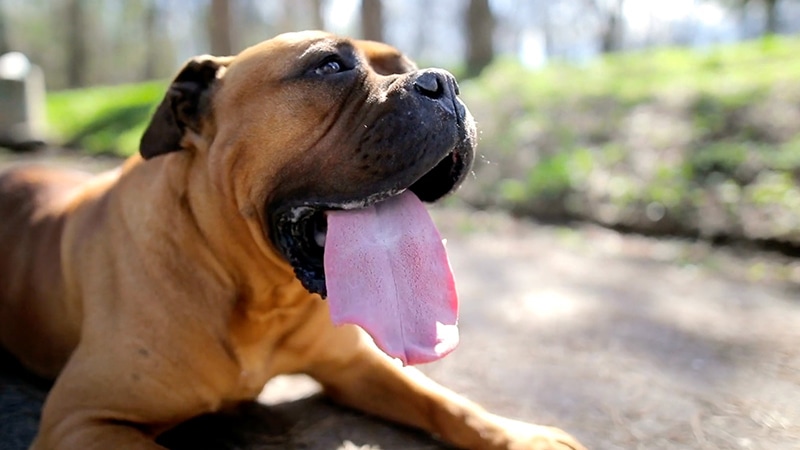 Summer AC check up. Brown dog panting outside in the sun.